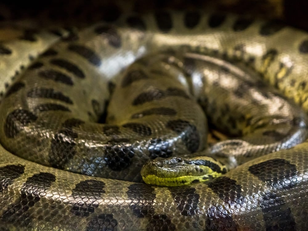 Uma grande sucuri-verde enrolada descansando na Bacia Amazônica.