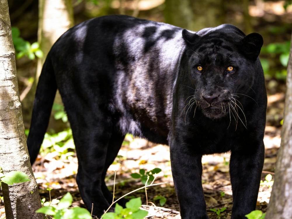Uma onça melânica (pantera negra) com pelagem escura e rosetas fantasmas visíveis em pé entre as árvores de uma floresta.