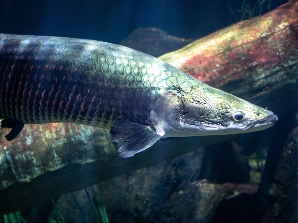 Um grande pirarucu nadando submerso na região amazônica.