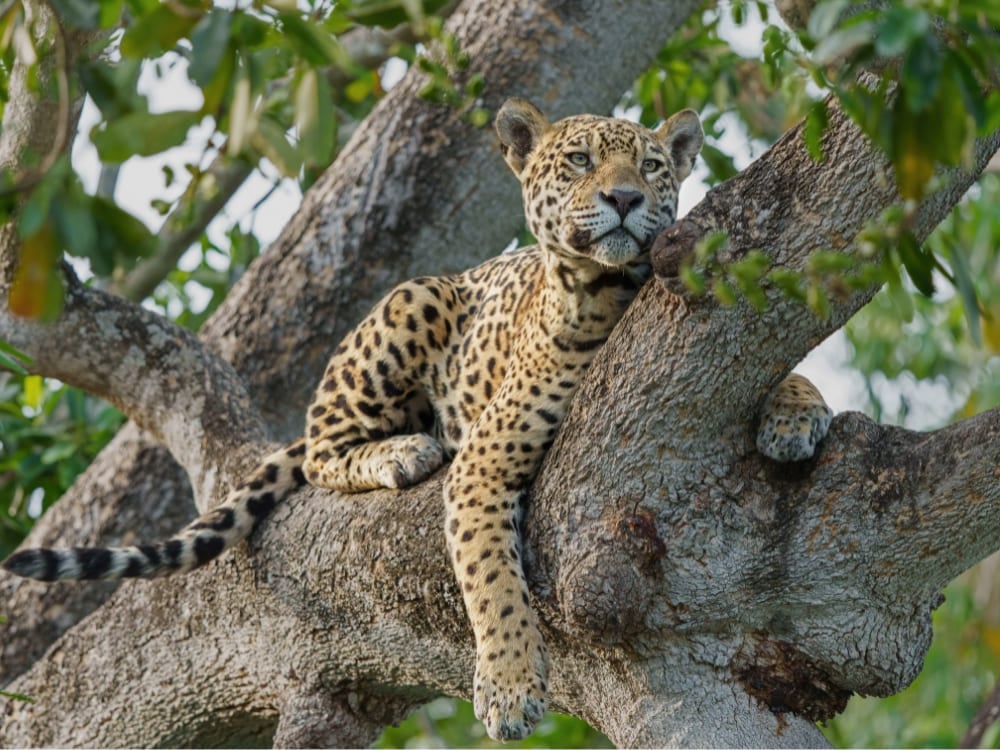 Uma onça-pintada descansando sobre um galho grosso no Pantanal, olhando para a câmera em meio à folhagem verde.