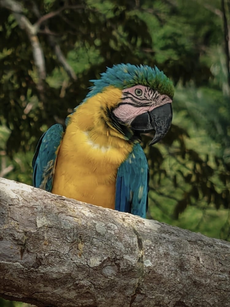 Blue-and-yellow macaw in the Amazon rainforest near Novo Airão