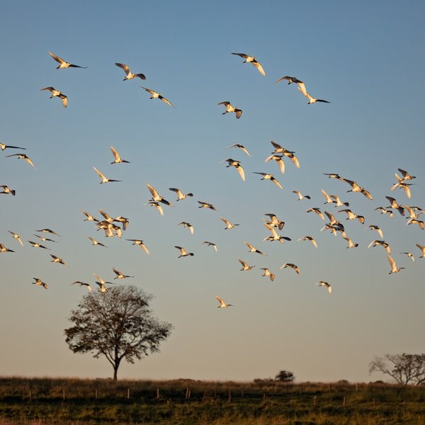 Flock of wading birds flying over the Pantanal grassland