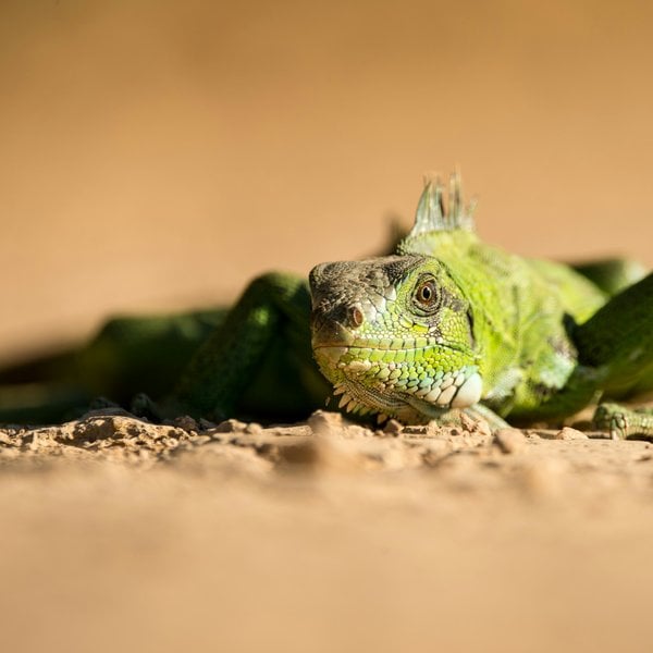 Green lizard resting on the sand