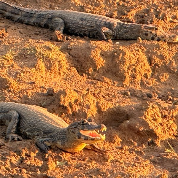Two caimans resting on the sandy river bank