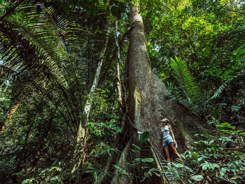 Voyageuse au pied d'un arbre géant à contreforts dans la forêt amazonienne, au Brésil