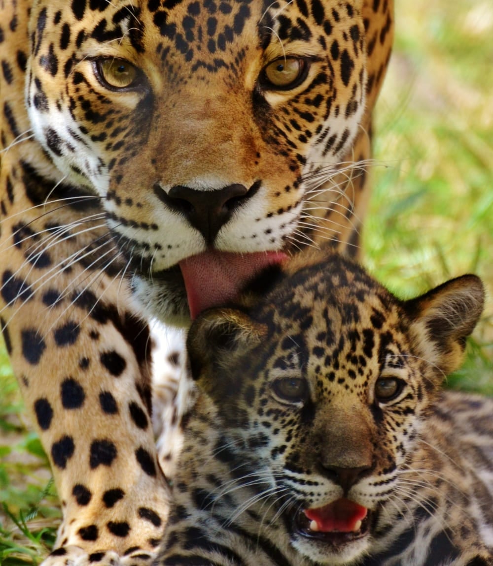 Jaguar mother grooming her cub in Brazil