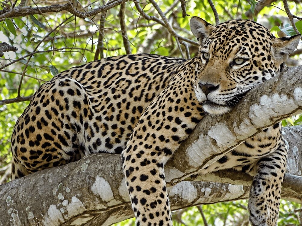 Jaguar resting on a thick tree branch with its head on its paws, looking at the camera