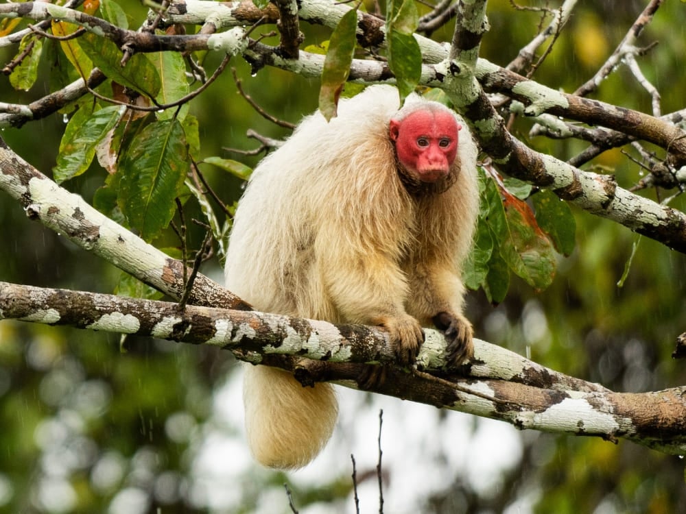 White uakari monkey with a bald red face and pale shaggy fur perched on a lichen-covered branch in the Amazon rainforest