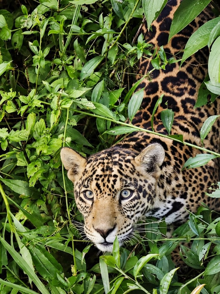 Jaguar peering out from dense green vegetation