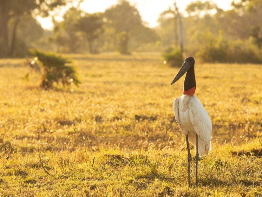 Pantanal – Photo: Bruno Henrique G Carvalho @bhc_bio Pantanal - Die 7 besten Reiseziele für Ökotourismus in Brasilien im Jahr 2024