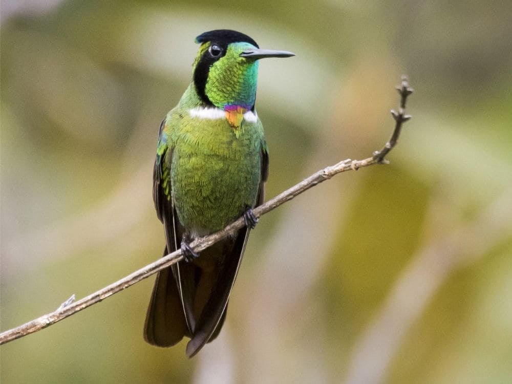 Pássaro com plumagem verde vibrante e detalhes coloridos pousado em um galho fino, ilustrando a rica biodiversidade da Chapada Diamantina. Pássaro com plumagem verde vibrante e detalhes coloridos pousado em um galho fino, ilustrando a rica biodiversidade da Chapada Diamantina.