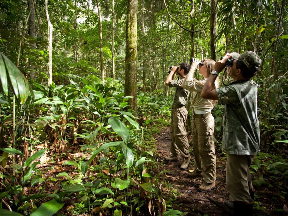 Reisende mit Ferngläsern bei der Beobachtung von Wildtieren während einer Wanderung durch den Amazonas-Dschungel. Reisende mit Ferngläsern bei der Beobachtung von Wildtieren während einer Wanderung durch den Amazonas-Dschungel.