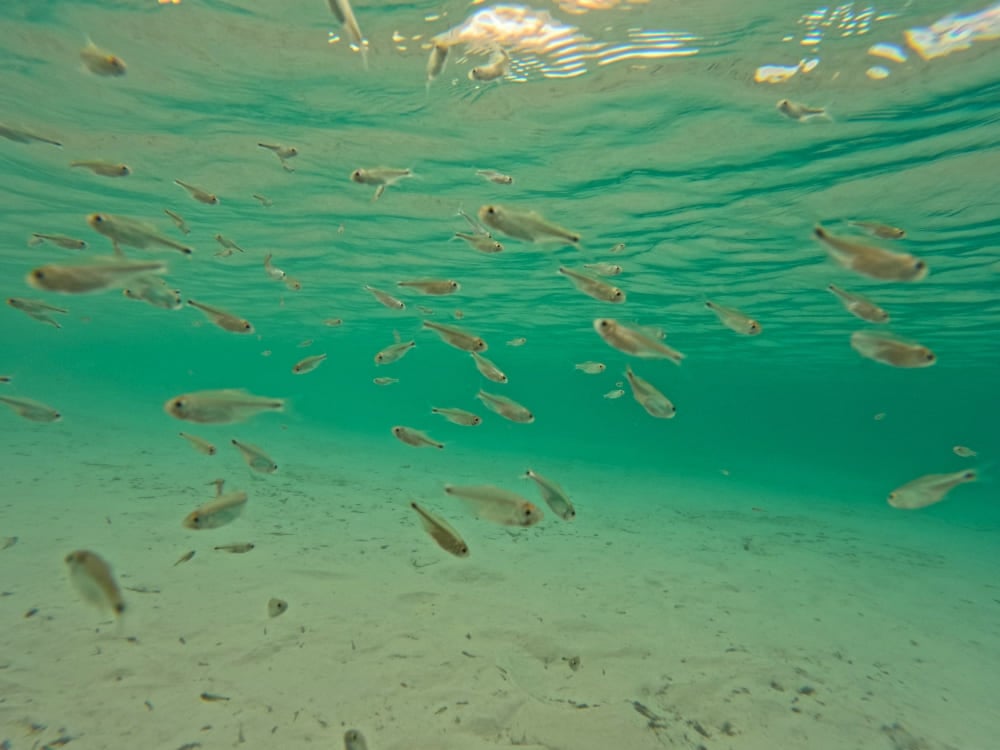 Cardume de pequenos peixes prateados nadando na água cristalina e azul-turquesa de uma lagoa de água doce nos Lençóis Maranhenses. Cardume de pequenos peixes prateados nadando na água cristalina e azul-turquesa de uma lagoa de água doce nos Lençóis Maranhenses.
