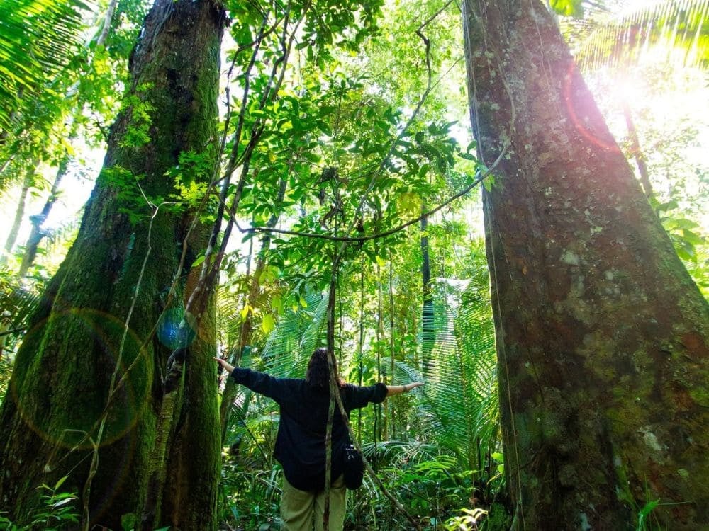 . Was man während der COP30 in Brasilien unternehmen kann