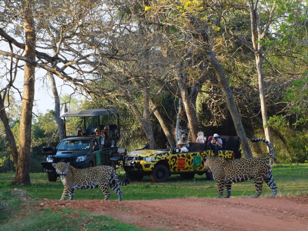 Photo: Edu Fragoso Pantanal-Safaris mit intensiven Erlebnissen