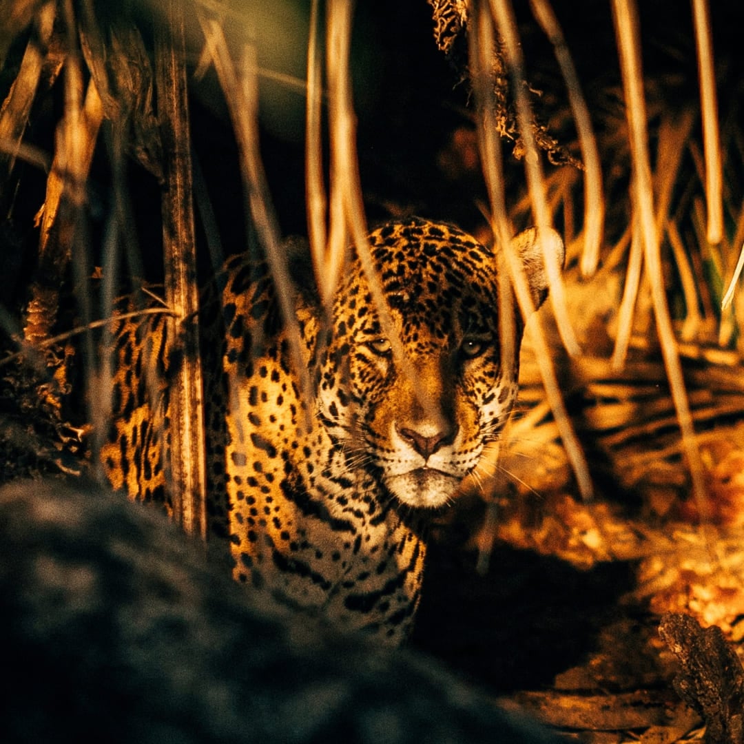 Nahaufnahme eines Jaguars bei der natürlichen Tarnung inmitten dichten Blattwerks in den brasilianischen Feuchtgebieten. Nahaufnahme eines Jaguars bei der natürlichen Tarnung inmitten dichten Blattwerks in den brasilianischen Feuchtgebieten.