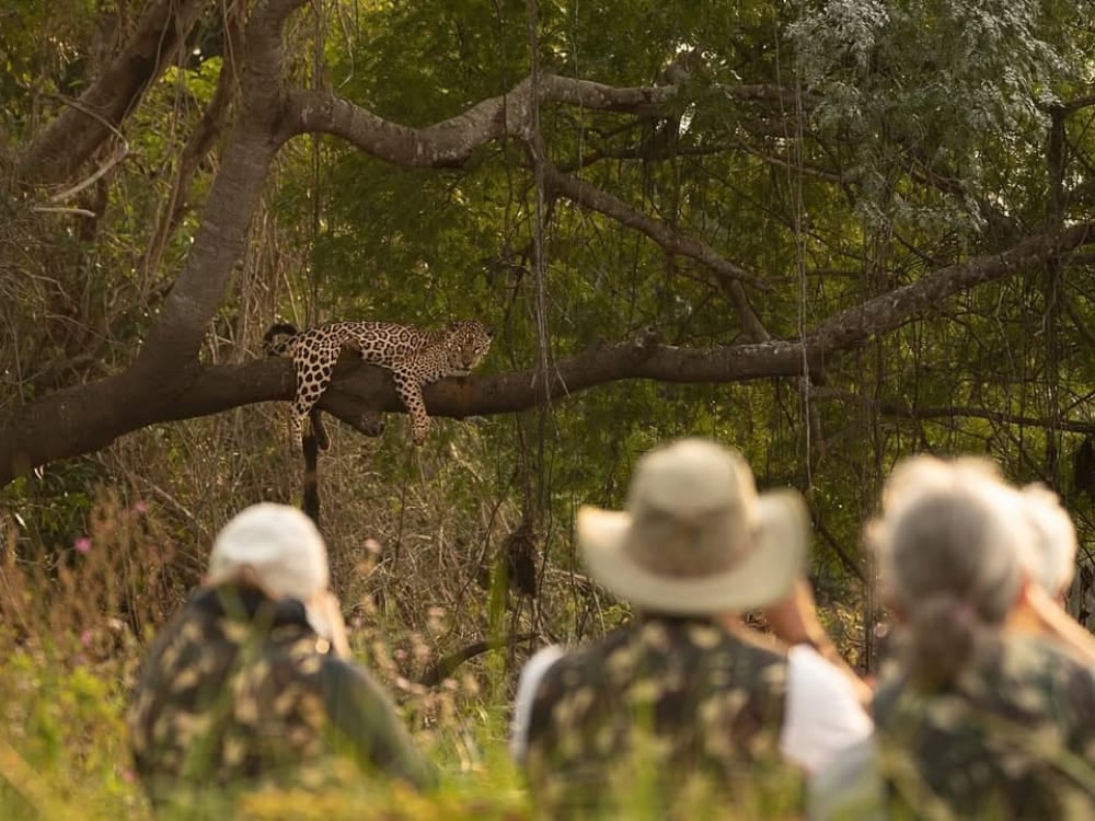 Touristen beobachten einen Jaguar, der auf einem Ast ruht, während einer Wildtier-Safari-Tour im Pantanal. Touristen beobachten einen Jaguar, der auf einem Ast ruht, während einer Wildtier-Safari-Tour im Pantanal.