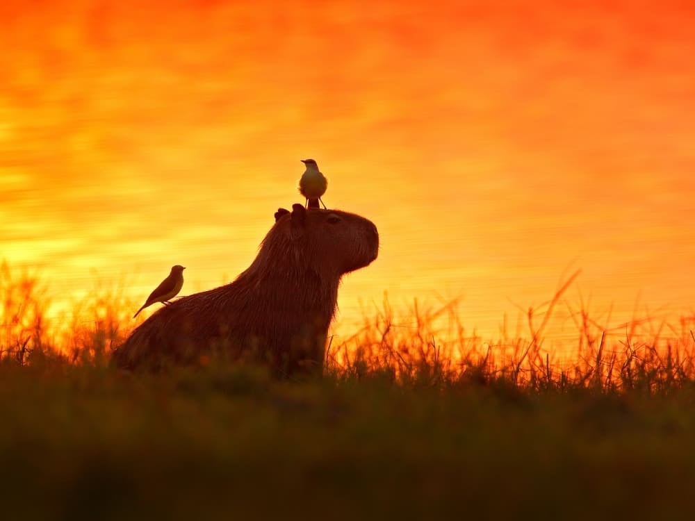 Silhouette eines Capybaras mit Vögeln auf dem Rücken vor einem leuchtend orangefarbenen Sonnenuntergang im Pantanal. Silhouette eines Capybaras mit Vögeln auf dem Rücken vor einem leuchtend orangefarbenen Sonnenuntergang im Pantanal.