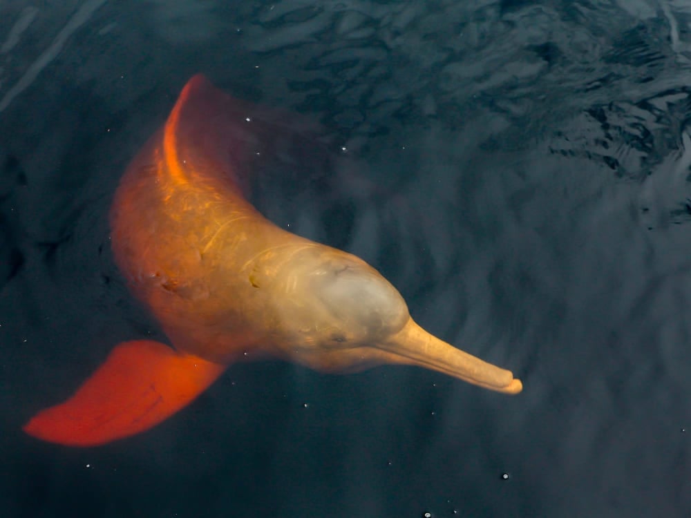 Ein rosa Flussdelfin taucht auf, um zu atmen, und zeigt seine markante Farbe vor dem dunklen, schwarzen Wasser des Rio Negro. Ein rosa Flussdelfin taucht auf, um zu atmen, und zeigt seine markante Farbe vor dem dunklen, schwarzen Wasser des Rio Negro.