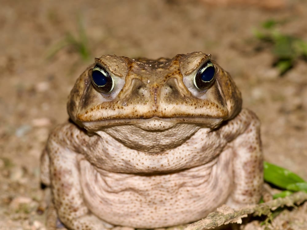 Nahaufnahme einer Aga-Kröte, die ihre raue Haut und Warzen im Amazonas-Dschungel zeigt. Nahaufnahme einer Aga-Kröte, die ihre raue Haut und Warzen im Amazonas-Dschungel zeigt.