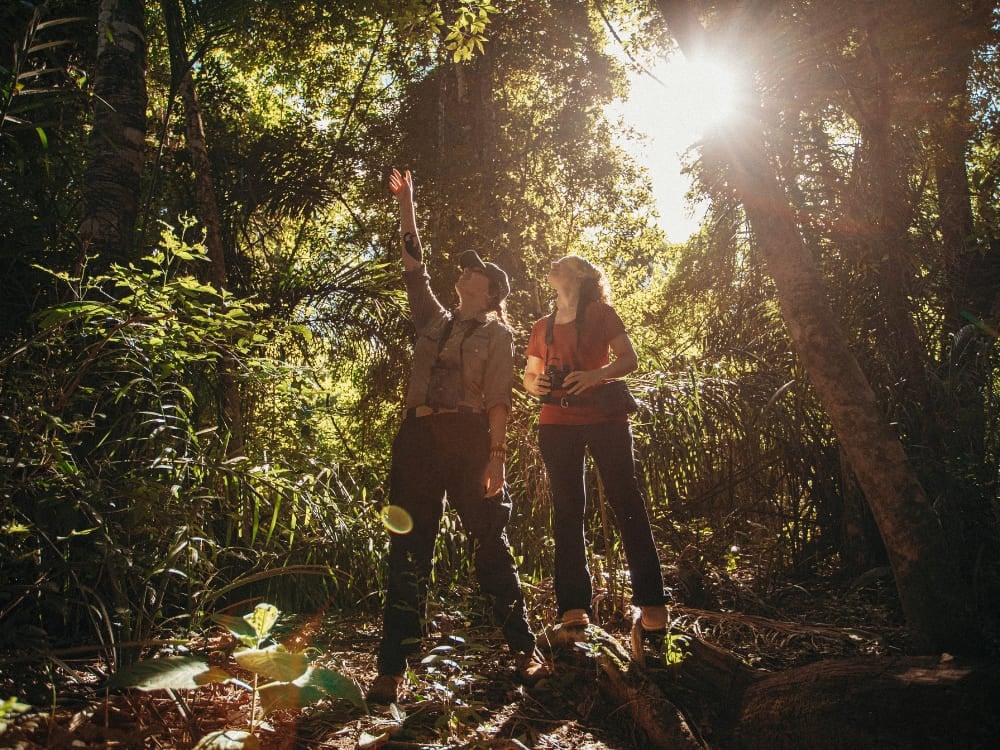Dois caminhantes olhando para cima e apontando para a copa das árvores durante uma caminhada ecológica guiada no Pantanal. Dois caminhantes olhando para cima e apontando para a copa das árvores durante uma caminhada ecológica guiada no Pantanal.