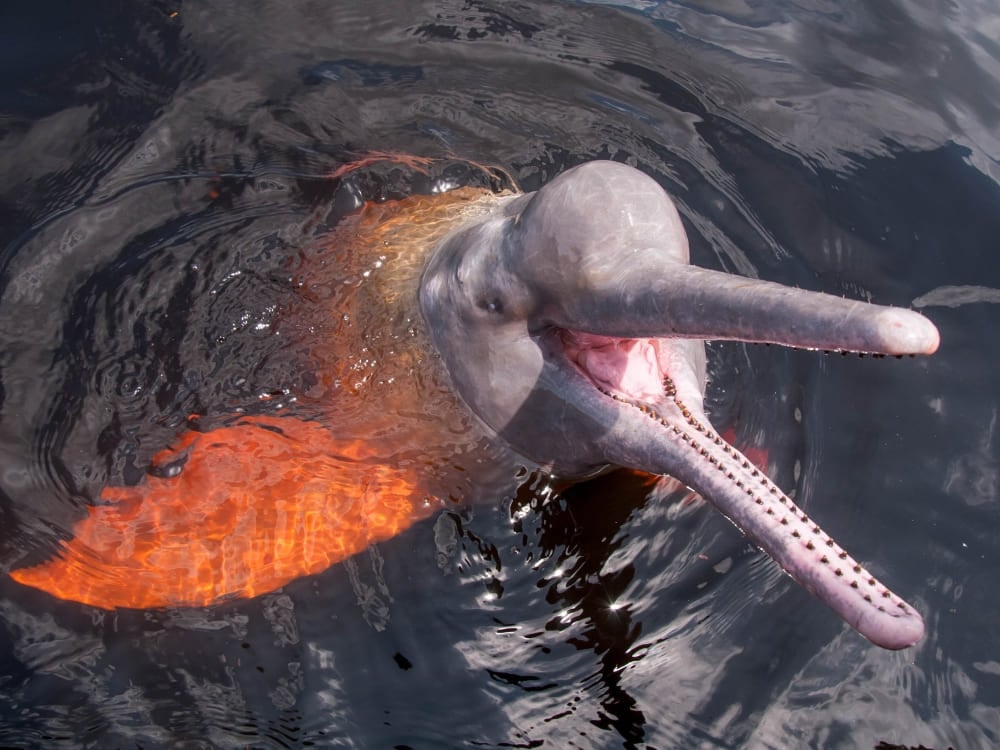 Ein rosafarbener Amazonas-Flussdelfin mit dem Kopf über Wasser und geöffnetem Maul, der die freundliche Tierwelt Brasiliens zeigt. Ein rosafarbener Amazonas-Flussdelfin mit dem Kopf über Wasser und geöffnetem Maul, der die freundliche Tierwelt Brasiliens zeigt.