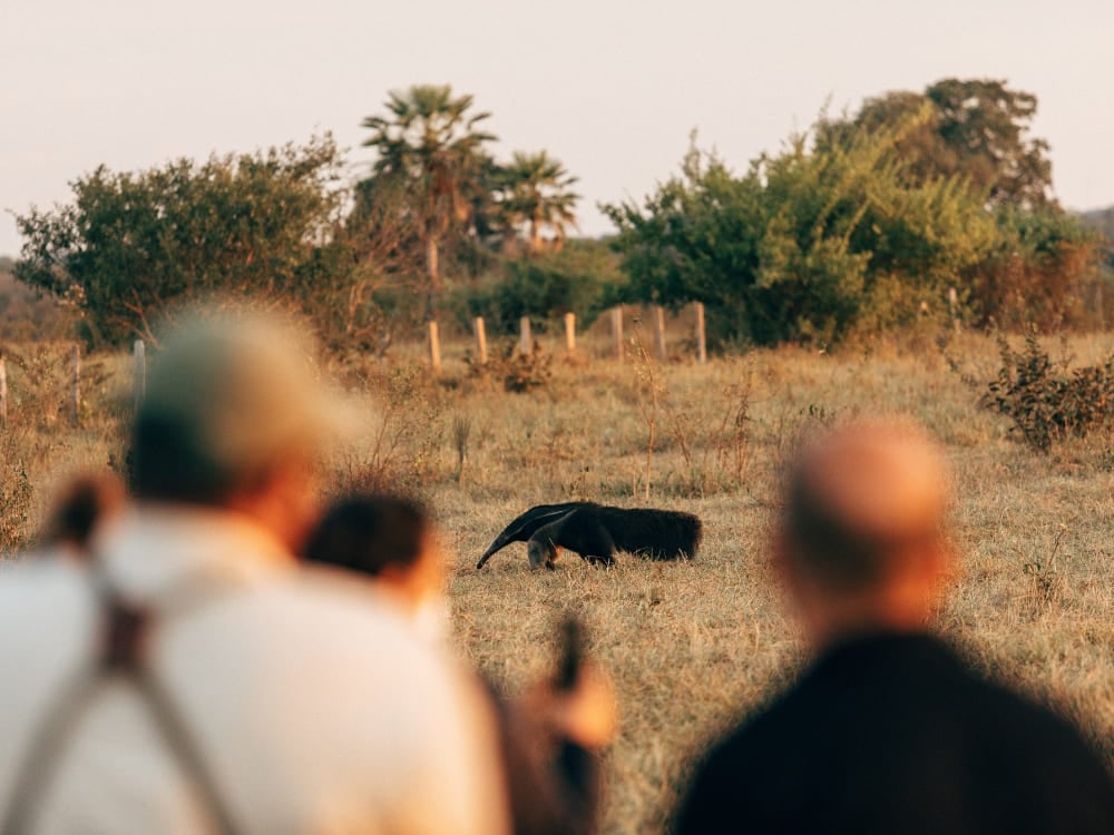 Viajantes observando um tamanduá-bandeira procurando comida em um campo aberto durante uma viagem ao Pantanal ao entardecer. Viajantes observando um tamanduá-bandeira procurando comida em um campo aberto durante uma viagem ao Pantanal ao entardecer.