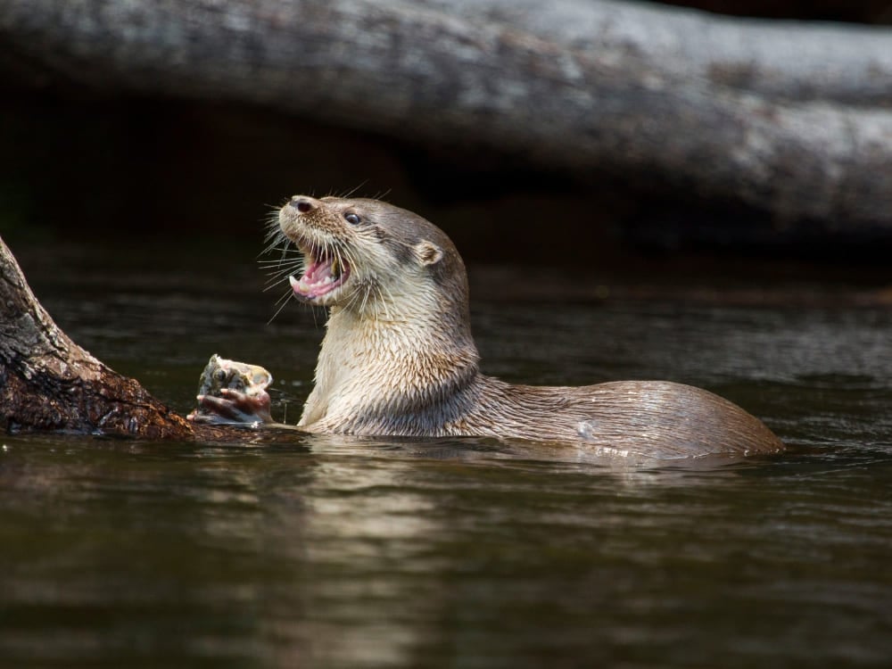 Ein Riesenotter, der mit weit geöffnetem Maul im Fluss schwimmt, während er seine Beute frisst. Ein Riesenotter, der mit weit geöffnetem Maul im Fluss schwimmt, während er seine Beute frisst.