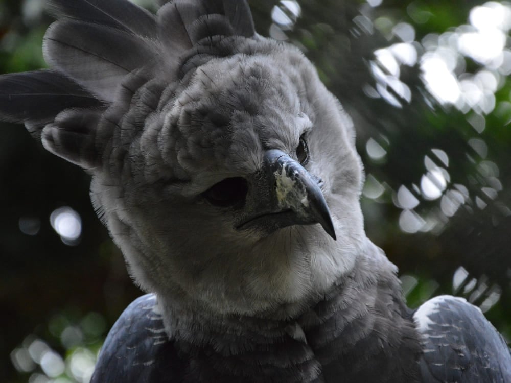 Nahaufnahme einer großen Harpyie mit grauen Federn, die scharf aus dem Amazonas-Dschungel herabschaut. Nahaufnahme einer großen Harpyie mit grauen Federn, die scharf aus dem Amazonas-Dschungel herabschaut.