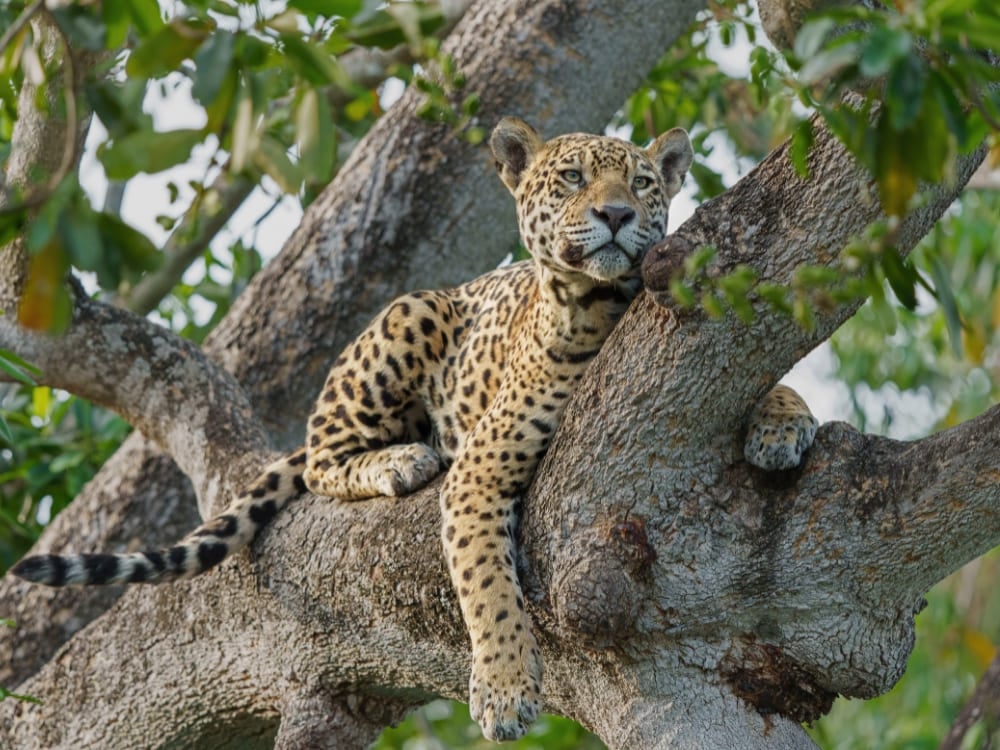 Ein gefleckter Jaguar, der völlig entspannt auf einem dicken Ast in der Amazonas-Vegetation ruht. Ein gefleckter Jaguar, der völlig entspannt auf einem dicken Ast in der Amazonas-Vegetation ruht.