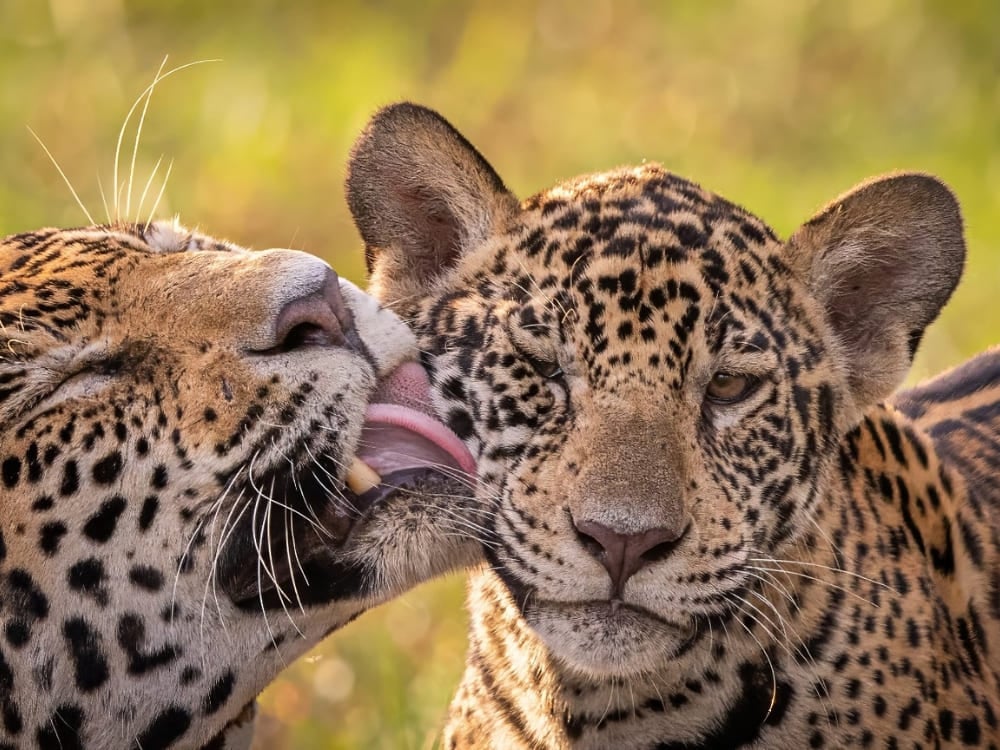 Zwei Jaguare bei der gegenseitigen Fellpflege in ihrem natürlichen Lebensraum im Pantanal. Zwei Jaguare bei der gegenseitigen Fellpflege in ihrem natürlichen Lebensraum im Pantanal.