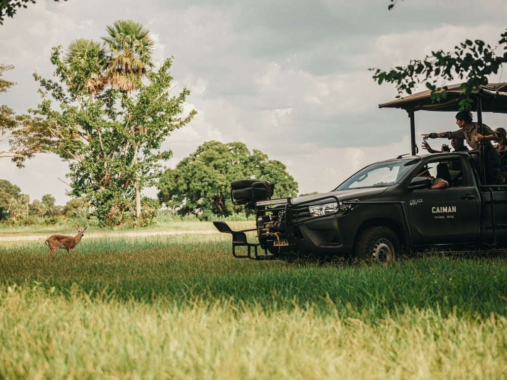 Viajantes em um veículo de safári 4x4 observando um cervo-do-pantanal em um campo gramado no Pantanal, Brasil. Viajantes em um veículo de safári 4x4 observando um cervo-do-pantanal em um campo gramado no Pantanal, Brasil.
