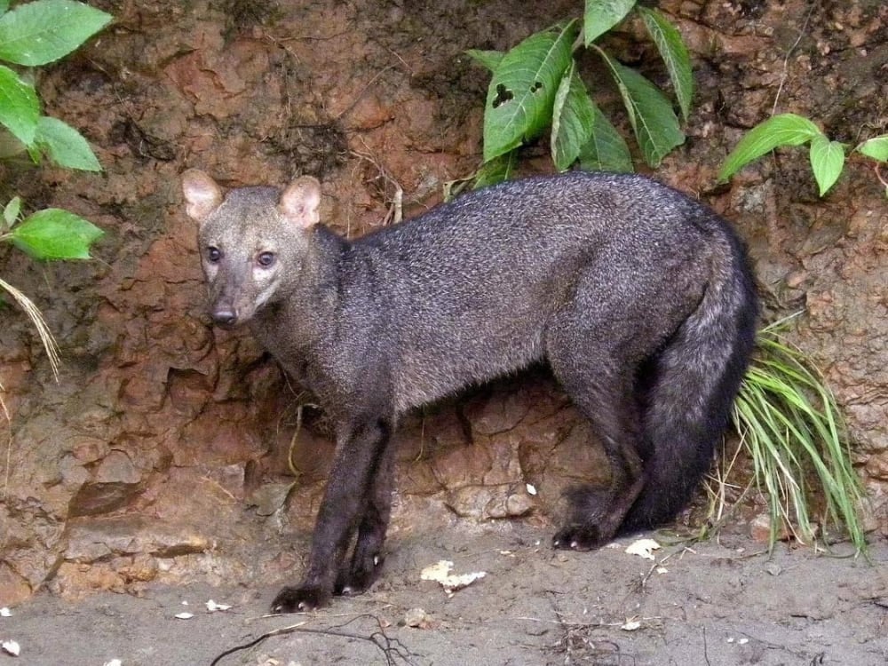 Ein seltener Kurzohrfuchs mit dunklem, gräulichem Fell, der in der Nähe eines schlammigen Flussufers im Amazonasgebiet steht. Ein seltener Kurzohrfuchs mit dunklem, gräulichem Fell, der in der Nähe eines schlammigen Flussufers im Amazonasgebiet steht.