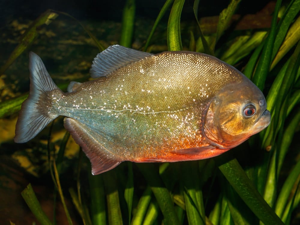 Ein Roter Piranha, der zwischen grünen Wasserpflanzen in den schlammigen Gewässern des Amazonas schwimmt. Ein Roter Piranha, der zwischen grünen Wasserpflanzen in den schlammigen Gewässern des Amazonas schwimmt.