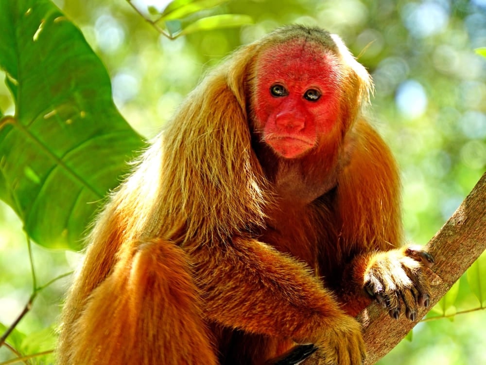 Ein Uakari-Affe mit leuchtend rotem Gesicht und langem Fell, der ruhig auf einem Ast sitzt. Ein Uakari-Affe mit leuchtend rotem Gesicht und langem Fell, der ruhig auf einem Ast sitzt.