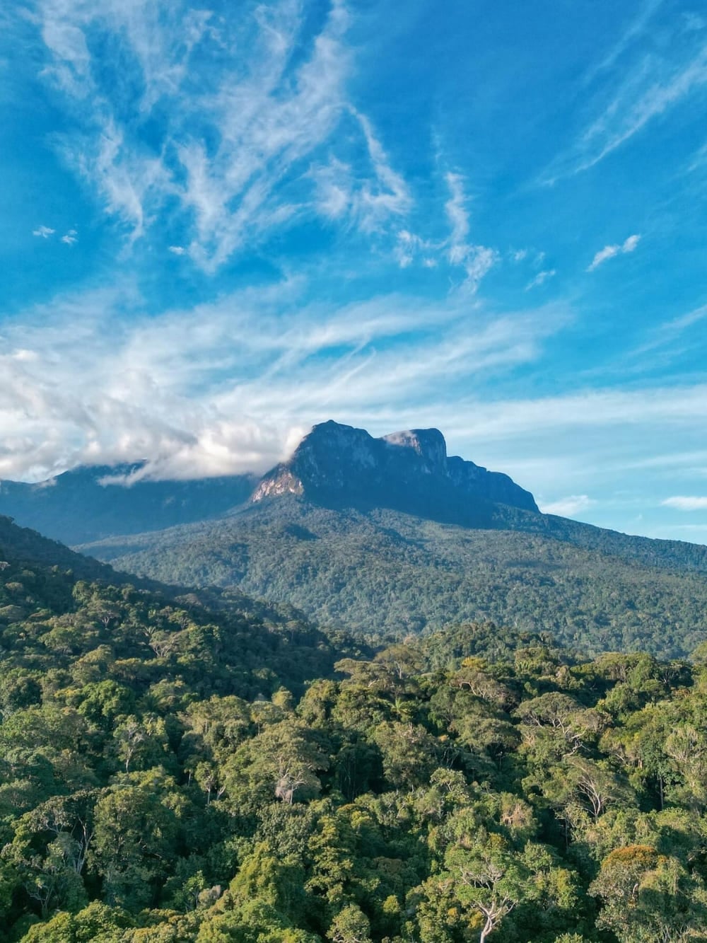 Un randonneur portant un sac à dos lève les yeux vers les troncs de vieux arbres immenses dans la forêt tropicale dense et brumeuse. Un randonneur portant un sac à dos lève les yeux vers les troncs de vieux arbres immenses dans la forêt tropicale dense et brumeuse.