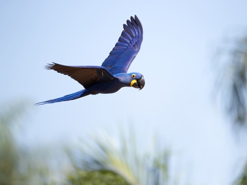 Un ara hyacinthe d'un bleu éclatant en plein vol avec ses ailes grandes ouvertes contre un ciel lumineux dans le biome du Pantanal. Un ara hyacinthe d'un bleu éclatant en plein vol avec ses ailes grandes ouvertes contre un ciel lumineux dans le biome du Pantanal.