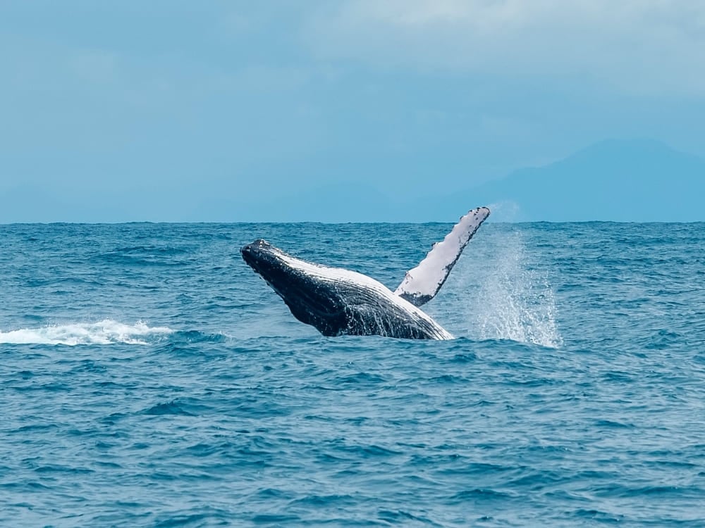 Une grande baleine à bosse sautant à la surface de l'océan avec sa nageoire pectorale levée contre un ciel bleu clair, mettant en valeur la vie marine à Bahia. Une grande baleine à bosse sautant à la surface de l'océan avec sa nageoire pectorale levée contre un ciel bleu clair, mettant en valeur la vie marine à Bahia.