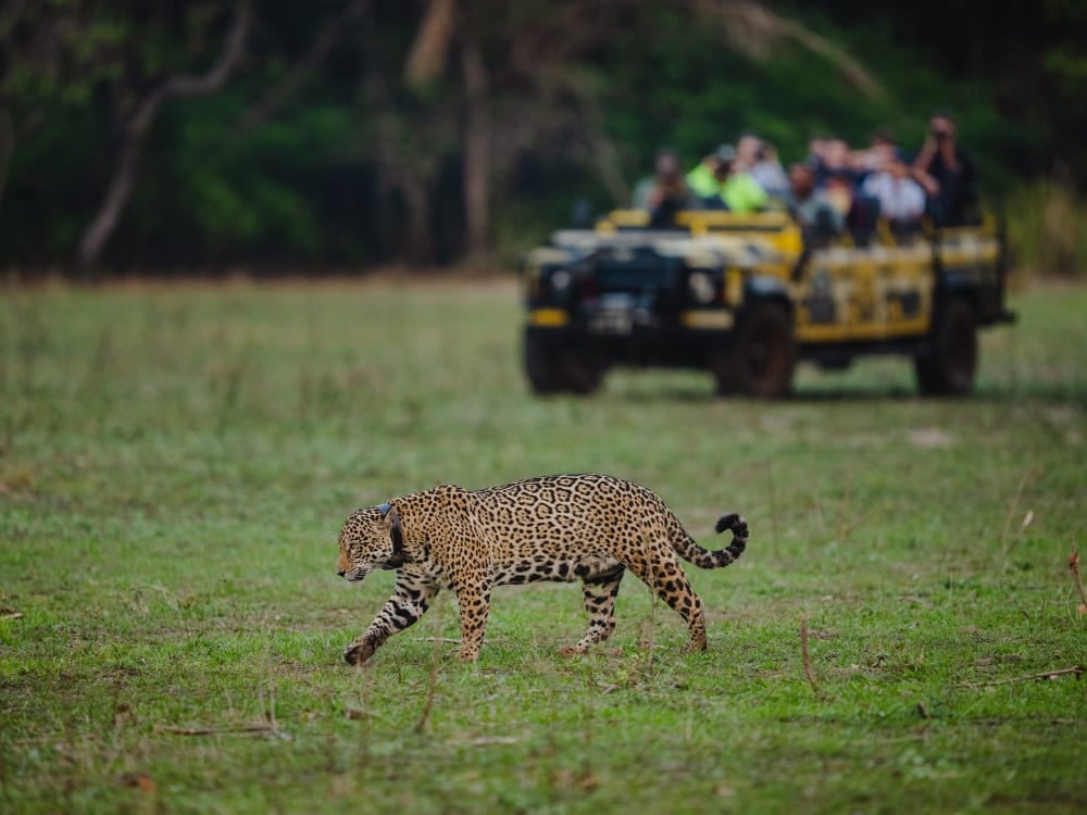 Un jaguar marchant dans une plaine herbeuse du Pantanal tandis qu'un groupe de touristes l'observe depuis un véhicule de safari jaune dans le cadre du projet Onçafari. Un jaguar marchant dans une plaine herbeuse du Pantanal tandis qu'un groupe de touristes l'observe depuis un véhicule de safari jaune dans le cadre du projet Onçafari.