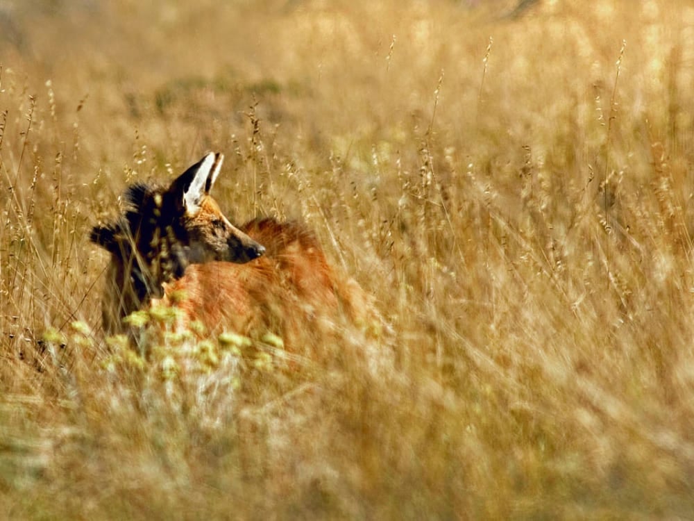 Un loup à crinière avec son pelage distinctif brun rougeâtre partiellement caché alors qu'il se tient dans les hautes herbes sèches du biome du Cerrado Un loup à crinière avec son pelage distinctif brun rougeâtre partiellement caché alors qu'il se tient dans les hautes herbes sèches du biome du Cerrado