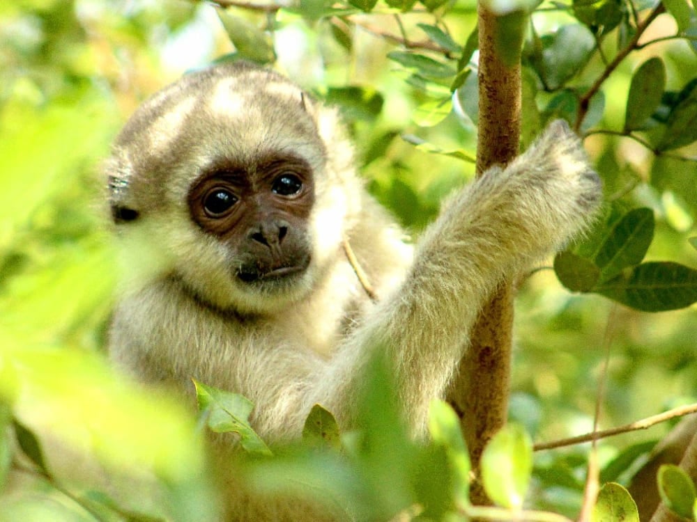 Un singe muriqui du Nord au pelage clair se reposant parmi les branches vertes des arbres dans la forêt atlantique, protégé par le projet Ibiti dans le Minas Gerais. Un singe muriqui du Nord au pelage clair se reposant parmi les branches vertes des arbres dans la forêt atlantique, protégé par le projet Ibiti dans le Minas Gerais.
