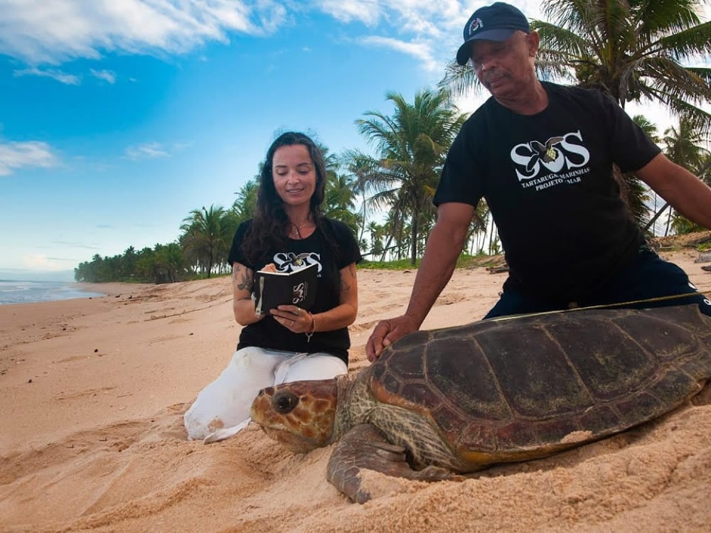 Deux chercheurs sur une plage de sable mesurant une grande tortue marine avec un mètre ruban, soulignant les efforts du projet Tamar pour protéger la vie marine Deux chercheurs sur une plage de sable mesurant une grande tortue marine avec un mètre ruban, soulignant les efforts du projet Tamar pour protéger la vie marine