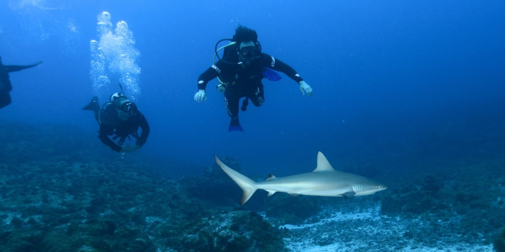 Zwei Sporttaucher erkunden einen felsigen Meeresboden und beobachten dabei einen Riffhai, der unter ihnen im klaren blauen Wasser schwimmt. Zwei Sporttaucher erkunden einen felsigen Meeresboden und beobachten dabei einen Riffhai, der unter ihnen im klaren blauen Wasser schwimmt.