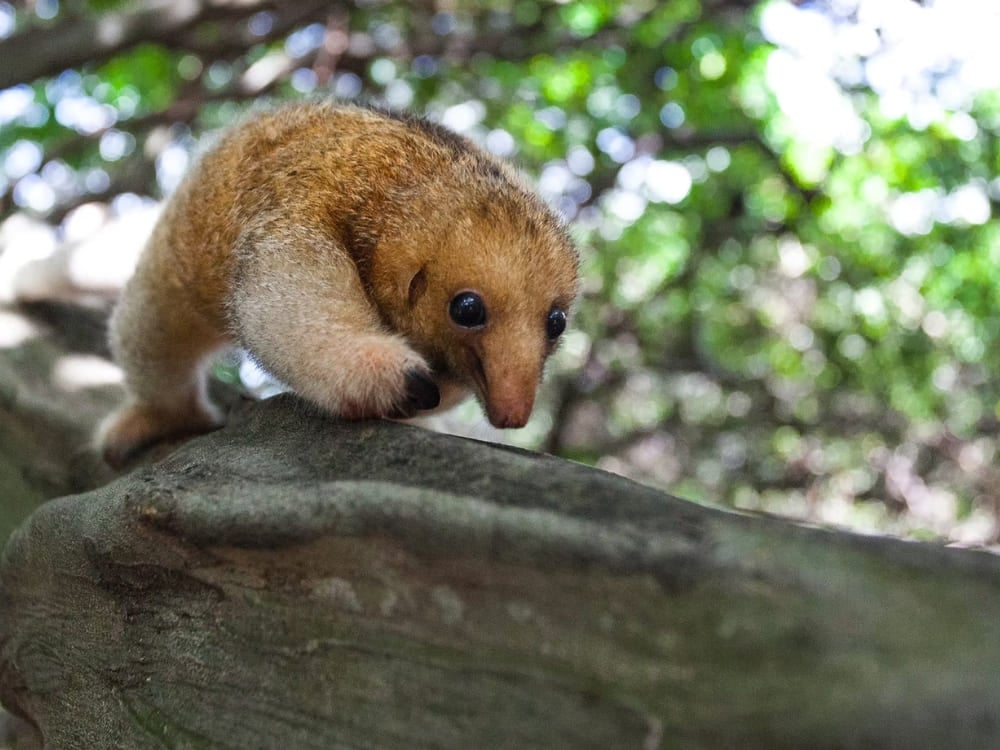Une petite myrmidonne (fourmilier soyeux) brun clair s'accrochant à une épaisse branche d'arbre avec une forêt verte floue en arrière-plan dans les Lençóis Maranhenses. Une petite myrmidonne (fourmilier soyeux) brun clair s'accrochant à une épaisse branche d'arbre avec une forêt verte floue en arrière-plan dans les Lençóis Maranhenses.