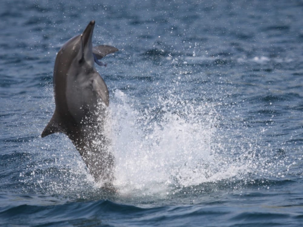 Un dauphin à long bec sautant haut hors de l'eau bleue de l'océan, éclaboussant en tournoyant, protégé par le projet Dauphin à Long Bec dans le Pernambouc. Un dauphin à long bec sautant haut hors de l'eau bleue de l'océan, éclaboussant en tournoyant, protégé par le projet Dauphin à Long Bec dans le Pernambouc.