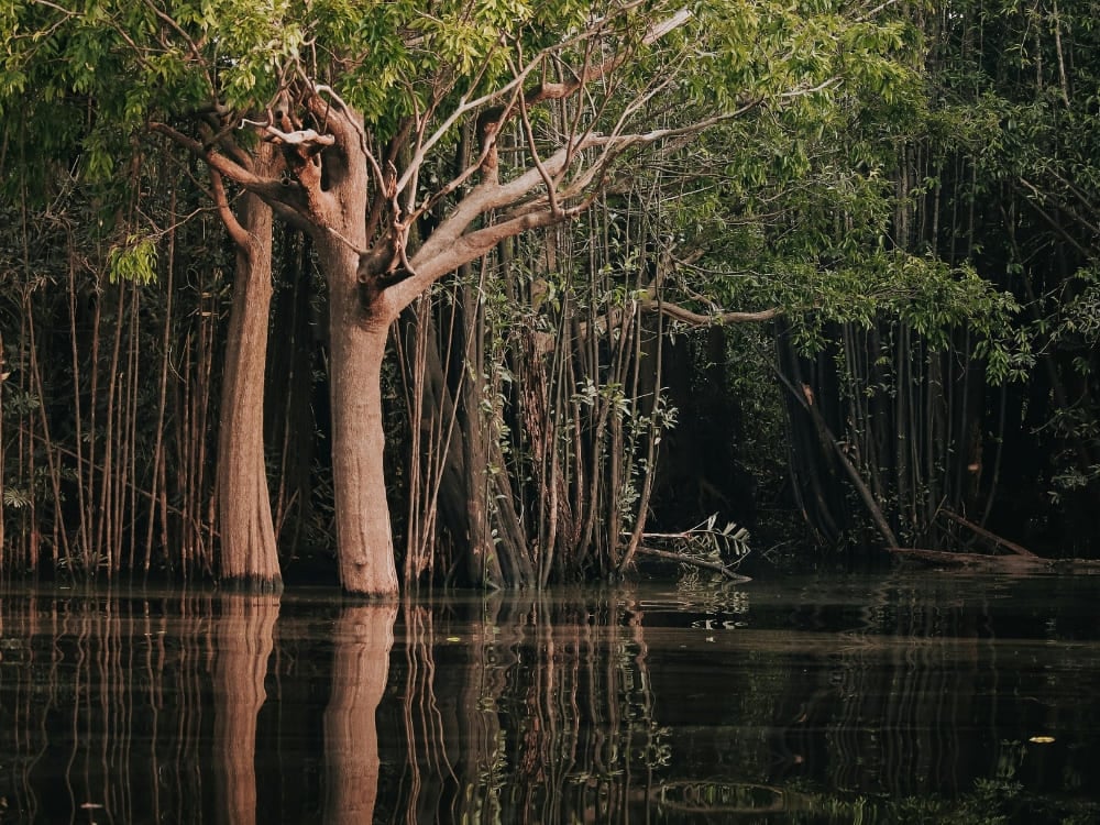 Árvores com troncos submersos em pé nas águas escuras da floresta inundada pelo Rio Amazonas. Árvores com troncos submersos em pé nas águas escuras da floresta inundada pelo Rio Amazonas.