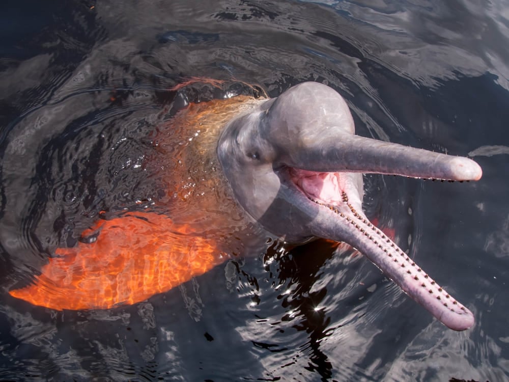 Um boto-cor-de-rosa nadando com a cabeça acima das águas escuras do Rio Amazonas. Um boto-cor-de-rosa nadando com a cabeça acima das águas escuras do Rio Amazonas.