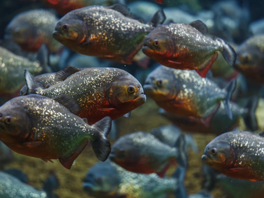 Um cardume de piranhas-vermelhas nadando sob as águas do Rio Amazonas. Um cardume de piranhas-vermelhas nadando sob as águas do Rio Amazonas.