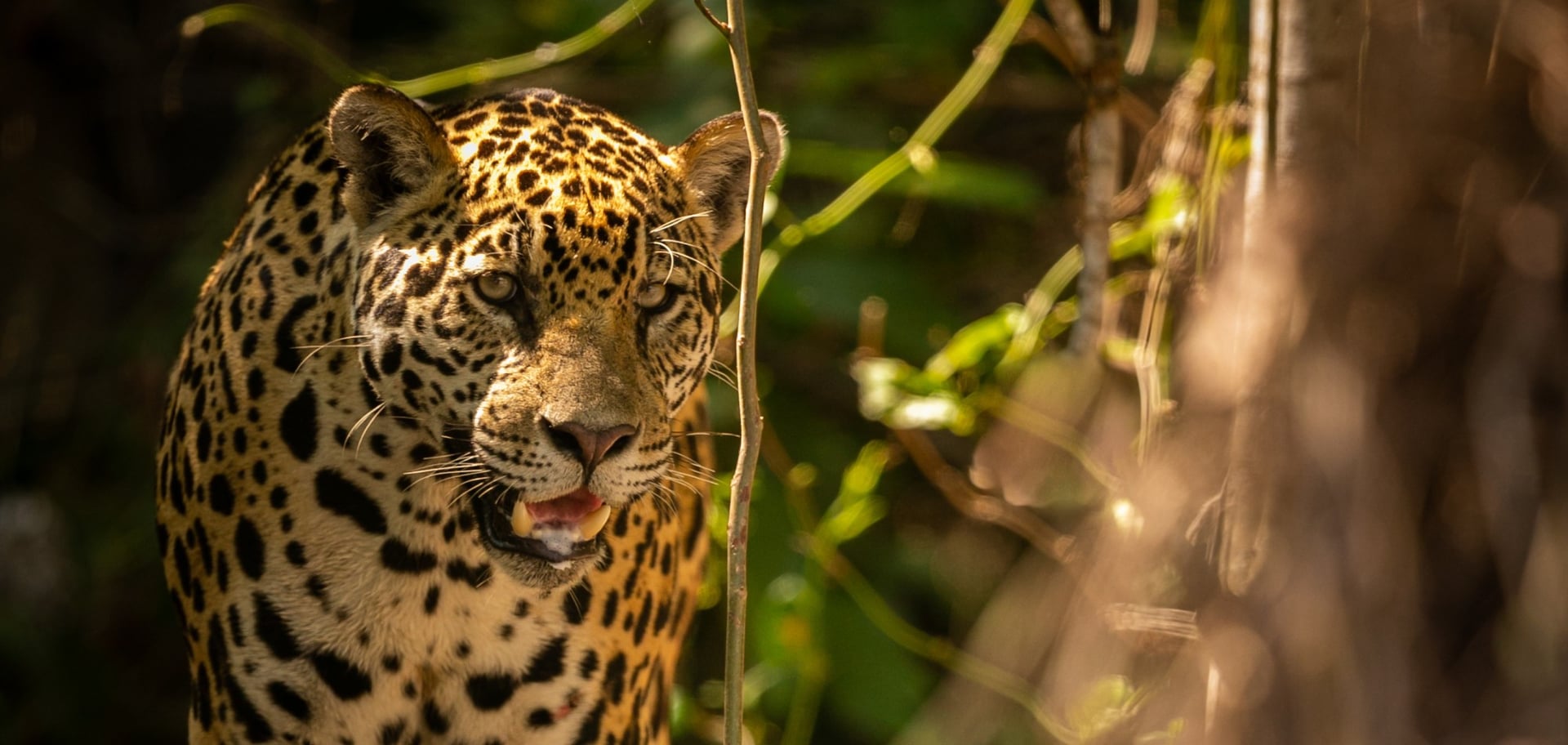 Die 7 besten Reiseziele für Ökotourismus in Brasilien im Jahr 2025 Die 7 besten Reiseziele für Ökotourismus in Brasilien im Jahr 2025
