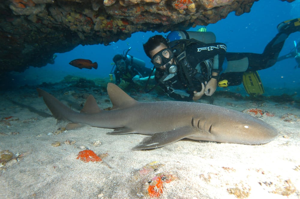 Plongeur avec un requin à Fernando de Noronha Plongeur avec un requin à Fernando de Noronha